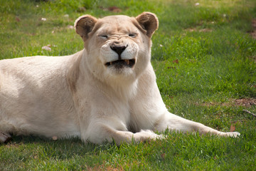 Naklejka na ściany i meble Mogo Australia, white lioness resting on grass making funny face