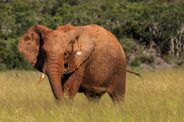Fototapeta na wymiar Elefant im Addo Elephant National Park in Südafrika