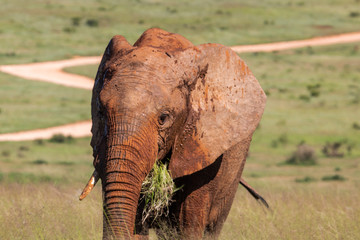 Elefant im Addo Elephant National Park in Südafrika