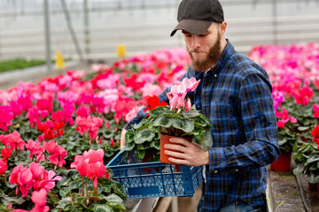 Fototapeta na wymiar Young man in cap in greenhouse chooses cyclamen plant for flower shop. Flora and gardening. Working with flowers and plants