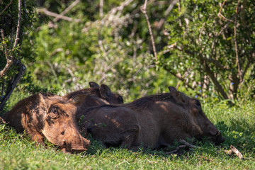 Warzenschweine im Addo Elephant National Park in Südafrika