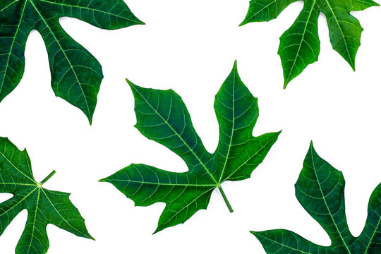 Closeup fresh organic Chaya leaves ( Cnidoscolus chayamansa ) isolated on white bacground. MSG substitute medicine plant concept.Top view. Flat lay.