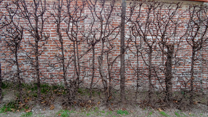 Vienna - elegant capital of Austria, beautiful city