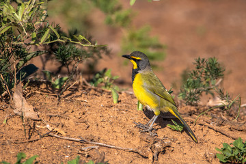 Webervogel in Südafrika