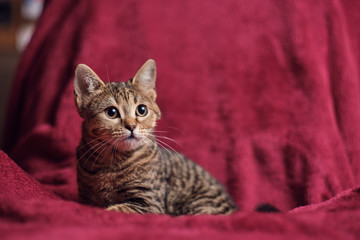 Cute kitten on red blanket