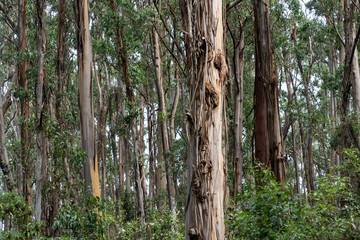 Fototapeta premium Tree forest of gum trees australia