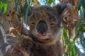 Close up of Koala sleeping in tree focusing on head eyes and ears into sunlight backlight