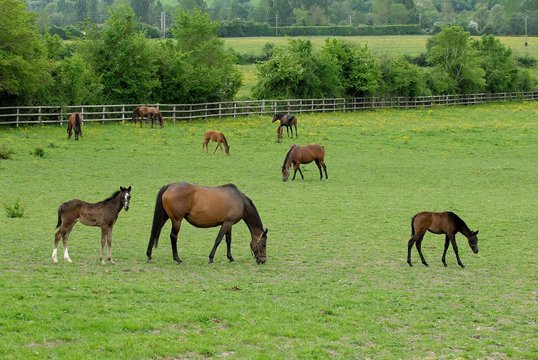 Haras dans le Calvados. Juments et poulains au pr&eacute;