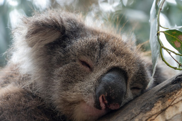 Obraz premium Close up of Koala sleeping in tree focusing on head eyes and ears into sunlight backlight