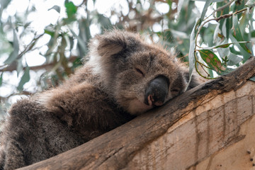 Close up of Koala sleeping in tree focusing on head eyes and ears into sunlight backlight