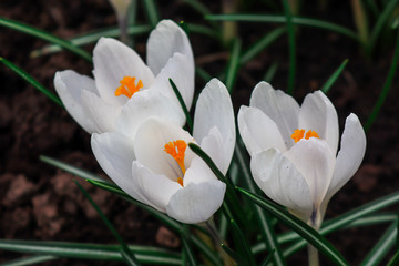 Beautiful white crocuses bloom in the garden in spring