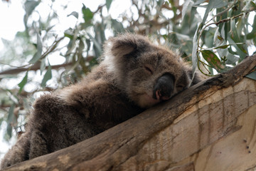 Close up of Koala moving in trees along the great ocean road Victoria Australia