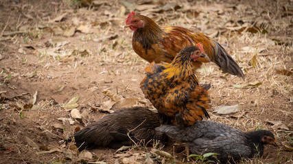 Many male and female hens lay on the ground.