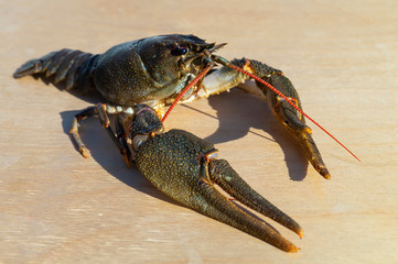 One river cancer on light background at solar day