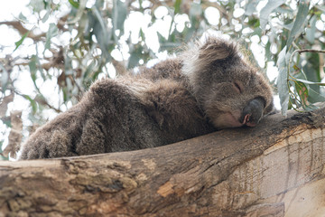 Koala sleeping in a tree