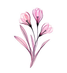 Watercolor Crocus bouquet. Hand painted artwork with transparent Spring flowers isolated on white. Botanical illustration for cards, wedding design