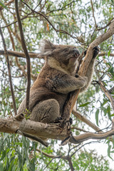 Close up of Koala moving in trees along the great ocean road Victoria Australia