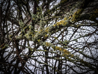 Fototapeta premium close up. tree branches covered with lichen