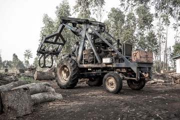 Eucalyptus wood log loader to send wood processing plant.