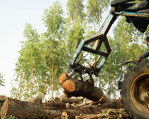 Eucalyptus wood log loader to send wood processing plant.