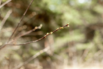 flowers on a branch