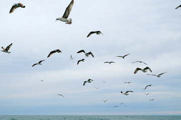Different types of seagulls in the sky. Birds fly behind a fishing boat. Animals catch small fish. Black Sea. Spring, day, overcast.
