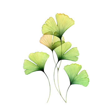 Watercolor ginkgo leaves set. Transparent green branch collection isolated on white. Hand painted artwork with Maidenhair tree. Realistic botanical illustration for wedding design