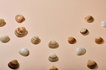 Mix of seashells on clean paper background