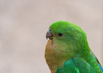 Close up macro shot of female king parrot head shot showing eye reflections and green yellow and red plumage and feathers