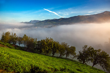 Obraz premium Misty morning from Munnar,Kerala- landscape of misty mountain,hill station of Kerala