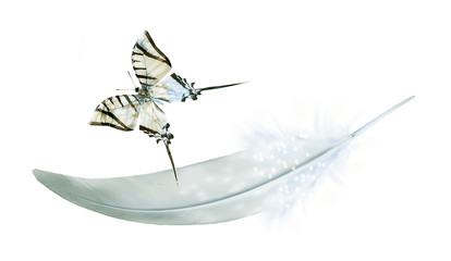 Beautiful color feather and butterfly isolated on white background