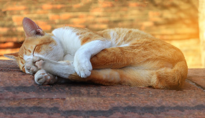 Cute cat sleeping on the concrete floor