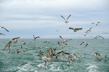 Different types of seagulls in the sky. Birds fly behind a fishing boat. Animals catch small fish. Black Sea. Spring, day, overcast.
