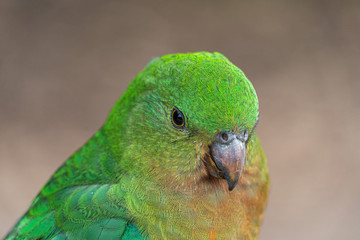 Close up macro shot of female king parrot head shot showing eye reflections and green yellow and red plumage and feathers