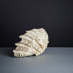 White seashell on paper background