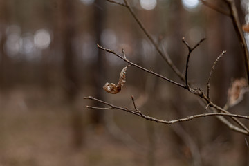 leaf on a branch