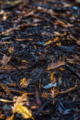 Forest floor