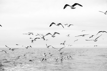 Different types of seagulls in the sky. Birds fly behind a fishing boat. Animals catch small fish. Black Sea. Spring, day, overcast.
- 336381320