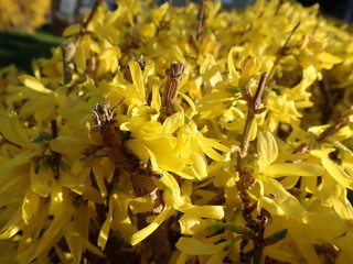 blossoming yellow forsythia in the spring