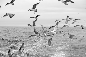 Naklejka premium Different types of seagulls in the sky. Birds fly behind a fishing boat. Animals catch small fish. Black Sea. Spring, day, overcast. 