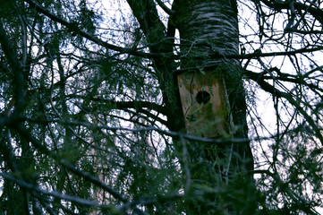 birdhouse in the forest