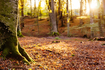 Fototapeta premium Autumn forest