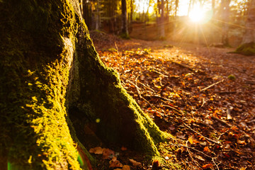 Autumn forest
