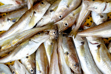 Obraz premium Fish on the deck of a fishing boat. Small, commercial fish, pulled by a trawl from the sea. Different types, requires sorting. Spring, day, overcast. Black Sea, Georgia.