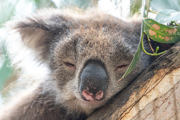 Close up of Koala sleeping in tree focusing on head eyes and ears into sunlight backlight
