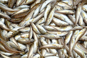 Fish on the deck of a fishing boat. Small, commercial fish, pulled by a trawl from the sea. Different types, requires sorting. Spring, day, overcast. Black Sea, Georgia.