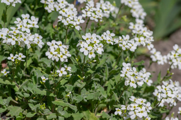 Arabis caucasica white flowering plant, group of springtime flowers in bloom