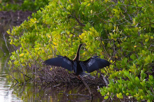 Large Bird In A Florida Pond At Pelican Island National Wildlife Refuge