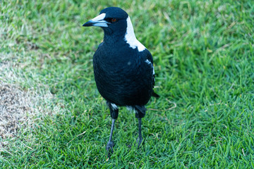 Australian Magpie full body shot showing white and black plumage and feathers