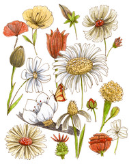 Magical pattern with flowers and leaves. Hand drawn colored pencils illustration.